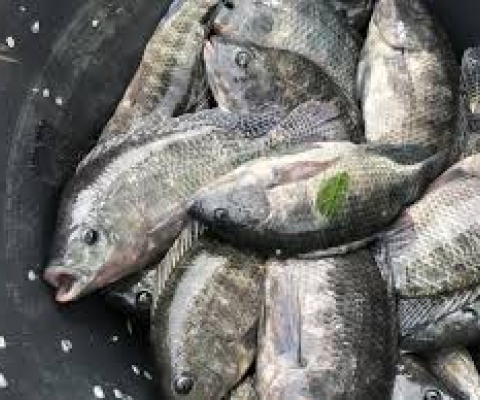 fresh fish